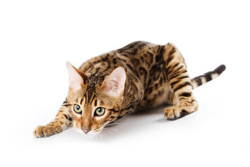 Bengal cat on white background