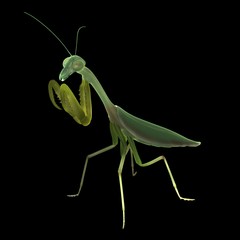 prying mantis