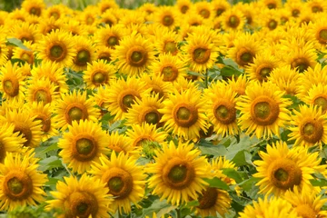 Gartenposter Sonnenblume Natur