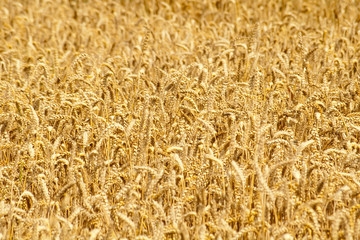 Wheat field