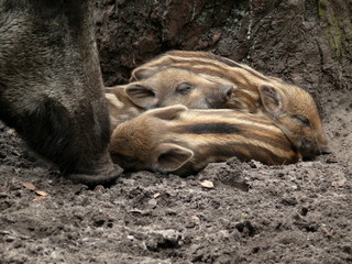 Wilde Schweine