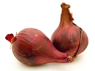 Fototapeta premium red onion