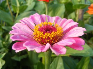 Fototapeta premium the coloured flowers