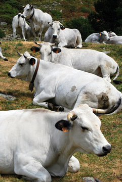 La sieste des vaches