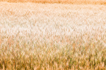 Golden wheat background