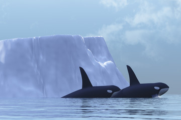 Fototapeta premium ORCA