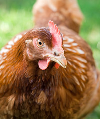 Portrait of a hen staring one-eyed