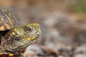 Missouri Box Turtle