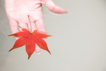 紅葉を湯船に浮かべている手