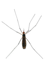 Male mosquito on white