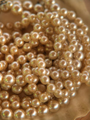 Pearls to pearls nb.12