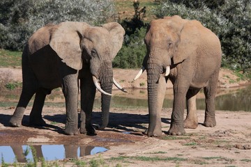 Elephant Friends