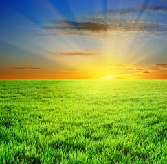 green grass and beautiful sunset