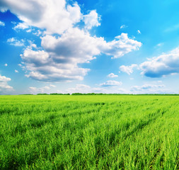 Fototapeta premium green field and blue sky