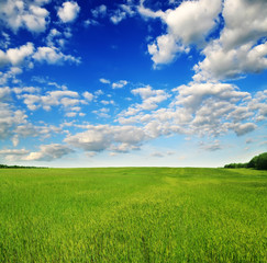 green field and blue sky