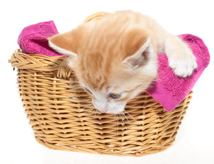 Ginger kitten in basket