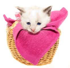 White kitten in a basket