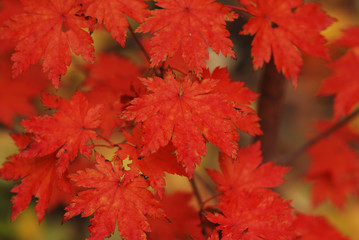 Autumn maple leaves