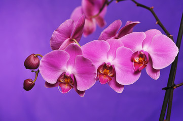 Pink Orchid