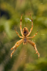 Spider (Araneus pallidus) hanging on its web. Ventral view.