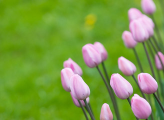 pink tulips, very shallow focus