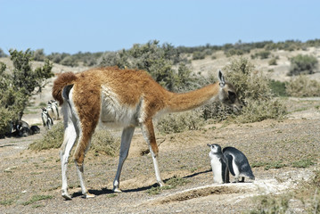 Guanaco con pinguini di Magellano