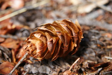 Brown cone