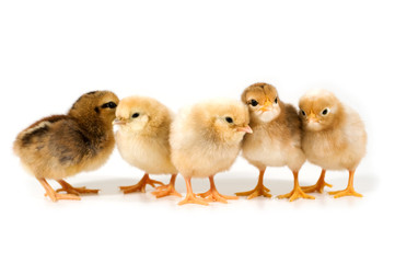 group of chicks on white background.