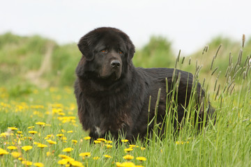 dogue du tibet à l'allure sauvage dans les hautes herbes
