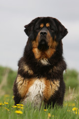 superbe dogue du tibet assis de face regardant au loin