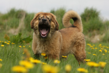 Fototapeta premium petit chiot dogue du tibet immobile hurlant à la mort