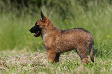 pose statique du petit chiot laekenois dans l'herbe - profil