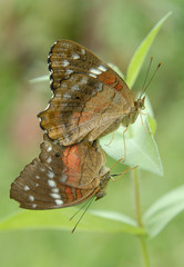 Anartia amathea