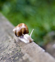 Snail