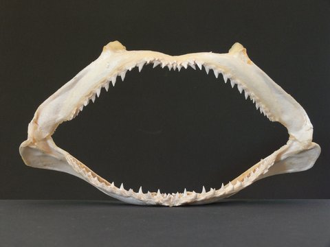 denti di squalo