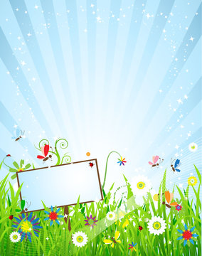 Summer meadow beautiful