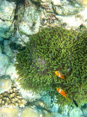 Fototapeta na wymiar Tridacna Anemone i clownfish