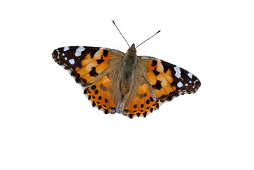 Distelfalter_freigestellt