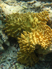 Fototapeta na wymiar Coral na Malediwach
