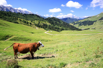 Resting cow on green field-alps in background