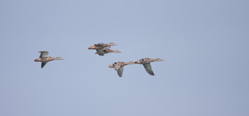 Colony of wild ducks anas platyrhynchos flying