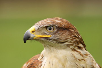 Ferruginous hawk (butea regalis)