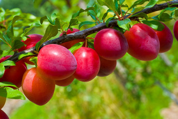 Excellent fruits of plum tree