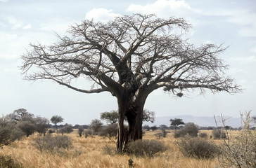 Baobab,Tanzania