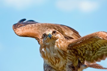 Portrait of hawk