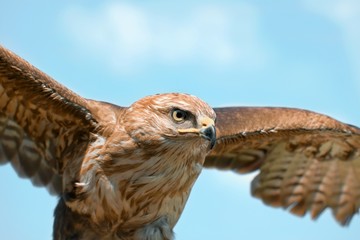 Portrait of hawk