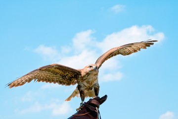 Portrait of hawk