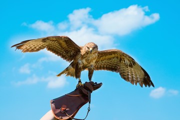 Portrait hawk on falconer gloves