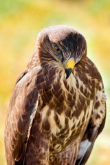 detailed portrait goshawk