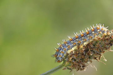 Zerynthia polyxena